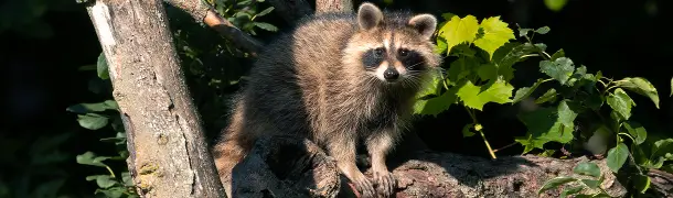害獣アライグマの生態と特徴について