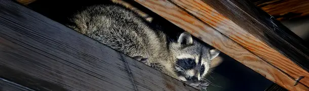 アライグマの家屋への被害