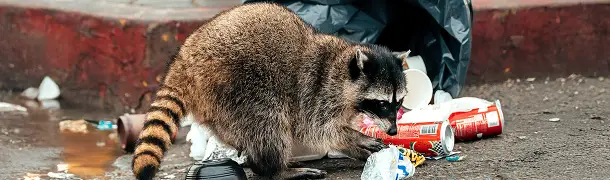アライグマの感染症の危険性