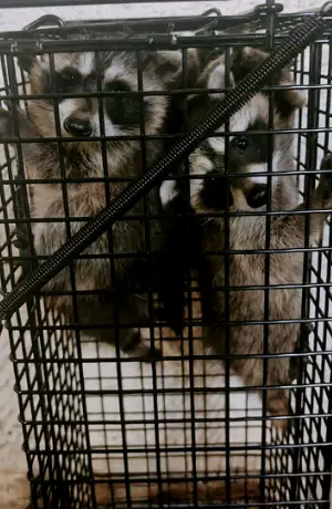 アライグマ駆除例