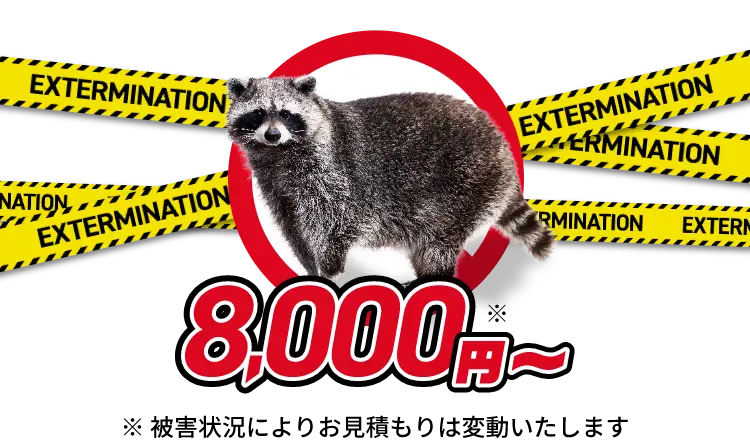アライグマ駆除8,000円〜