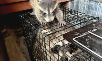 罠で捕獲したアライグマの親子
