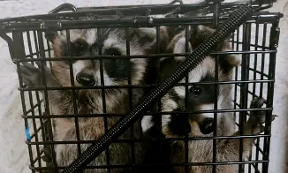 罠で捕獲したアライグマの子供