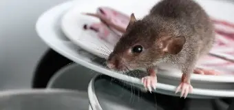 ネズミ駆除