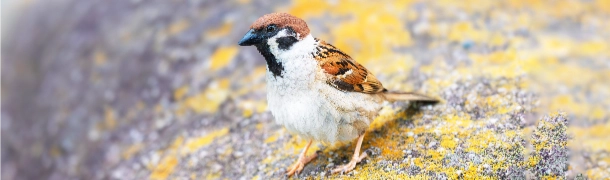 スズメの危険性