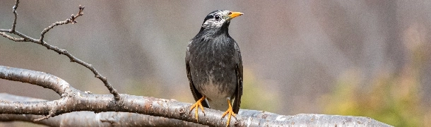 ムクドリの危険性