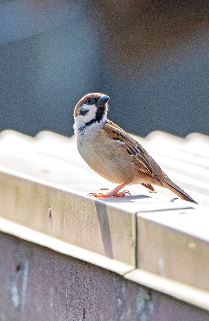 害鳥の巣の撤去や清掃例