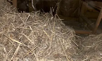 屋根裏の鳥の巣駆除