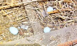 ハト駆除と卵の撤去