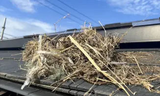 屋根のスズメ駆除例