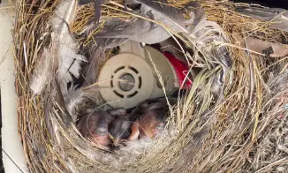 ハトの害鳥駆除