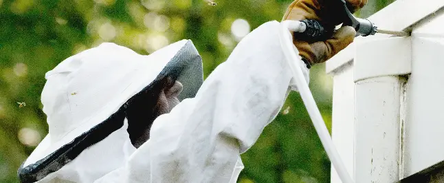 罠でハチを捕獲