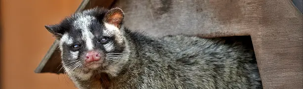ハクビシンのため糞と家屋被害
