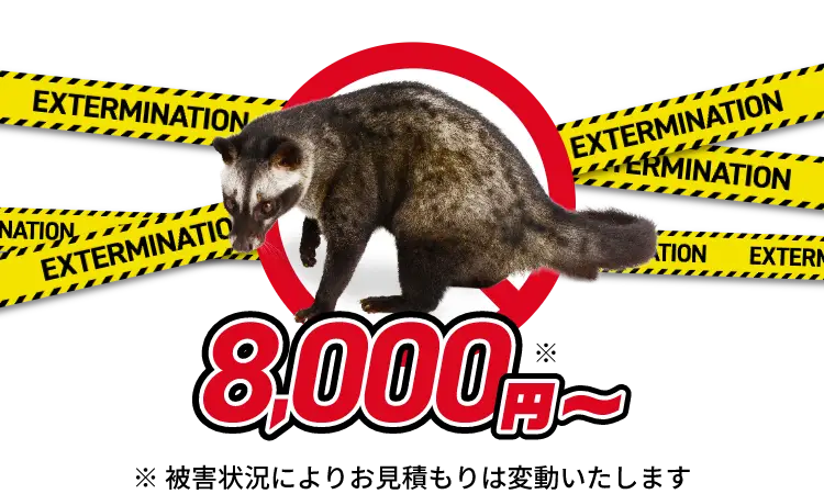ハクビシン駆除8,000円〜