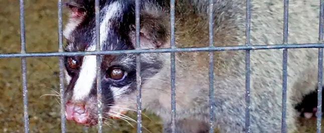 罠でハクビシンを捕獲