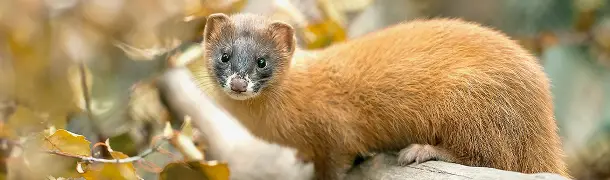 シベリアイタチの危険性