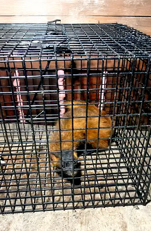 罠でのテン・イタチ駆除例