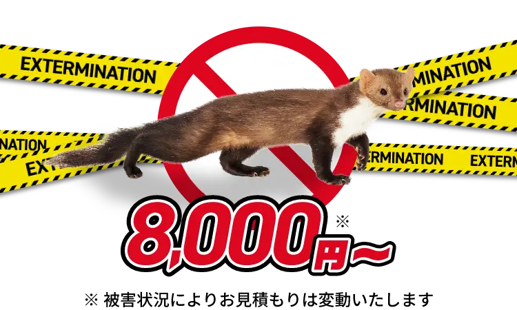 テン・イタチ駆除8,000円〜