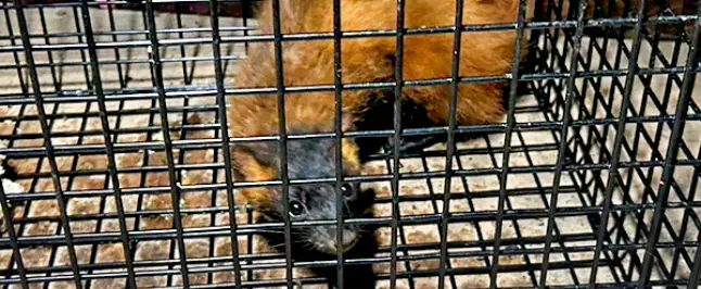 罠でテン・イタチを捕獲