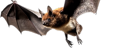 コウモリ