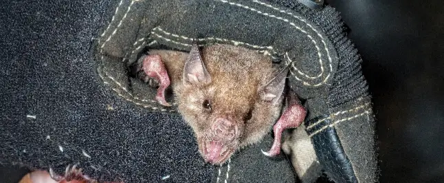 罠でコウモリを捕獲