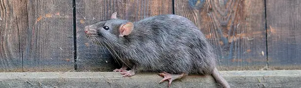 ドブネズミの危険性
