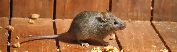 ハツカネズミの危険性