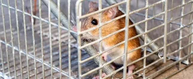 罠でネズミを捕獲