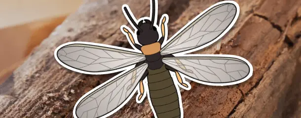 ヤマトシロアリの危険性