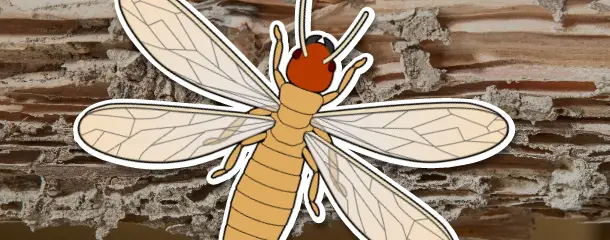 イエシロアリの危険性