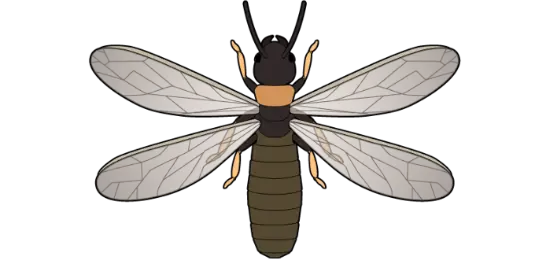 ヤマトシロアリの特徴