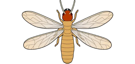 イエシロアリの特徴