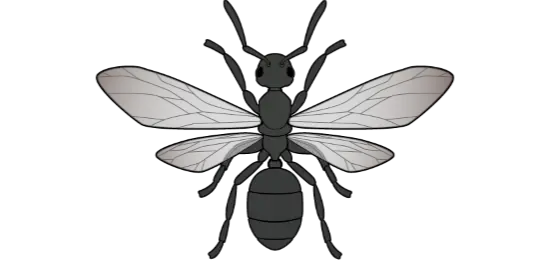 クロアリの特徴