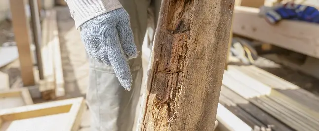 柱などのシロアリを徹底駆除