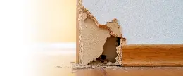 害獣による壁の損壊
