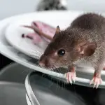 ネズミ駆除