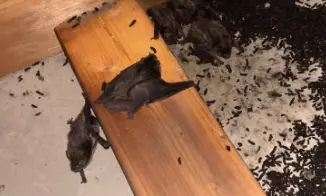 コウモリ駆除と糞の清掃・消毒