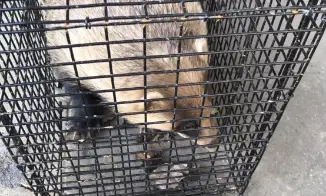 罠で捕獲した害獣