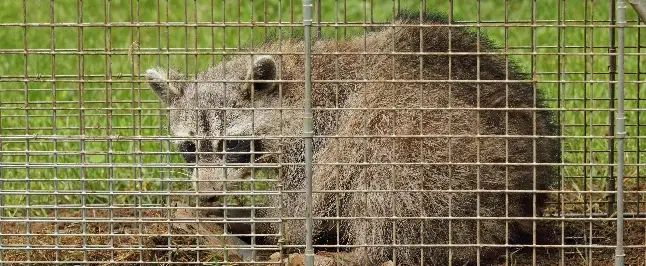 罠で害獣・害虫・害鳥を捕獲