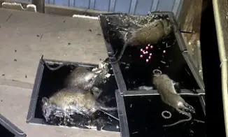 罠で捕獲したネズミ