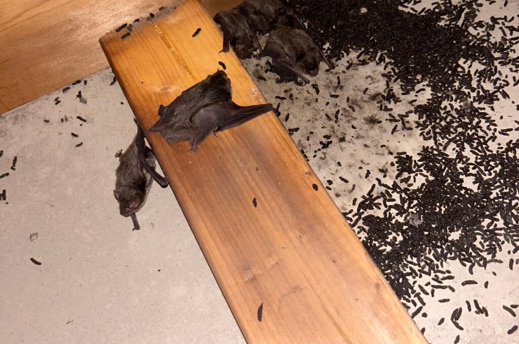 コウモリと糞の被害