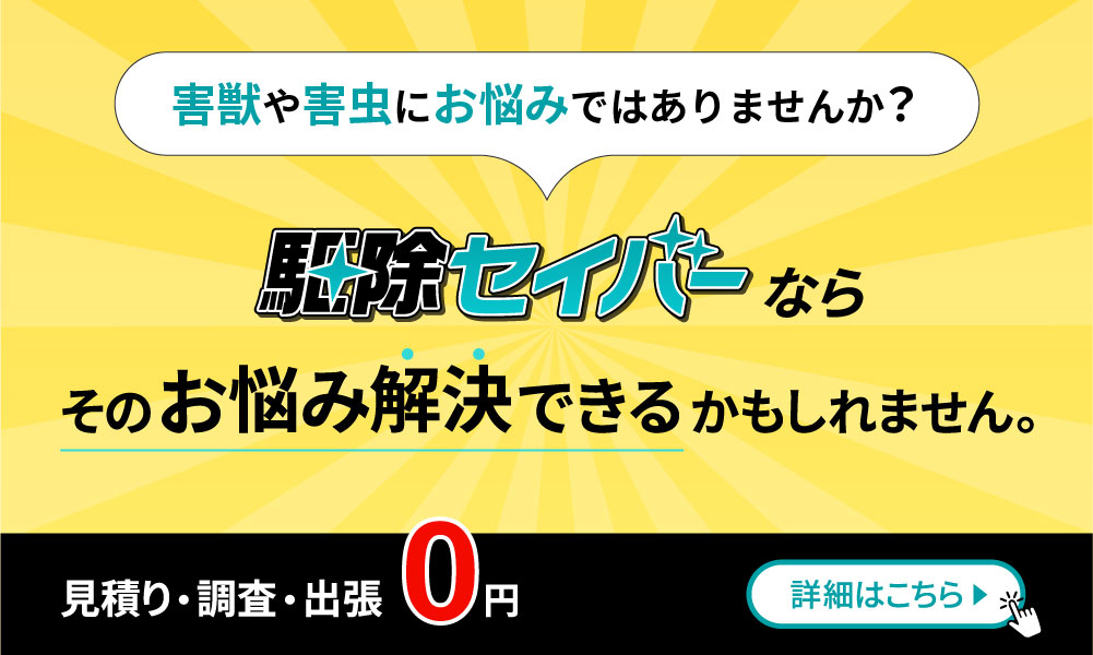 コウモリにお悩みではありませんか？駆除セイバーならそのお悩み解決できるかもしれません。