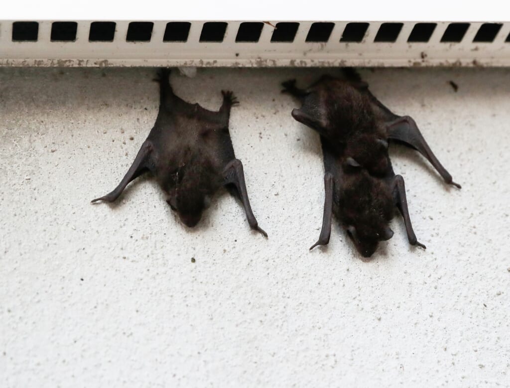 1.5cm程度の隙間から出てくるコウモリ