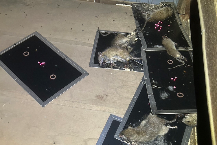 粘着シートでのネズミ対策