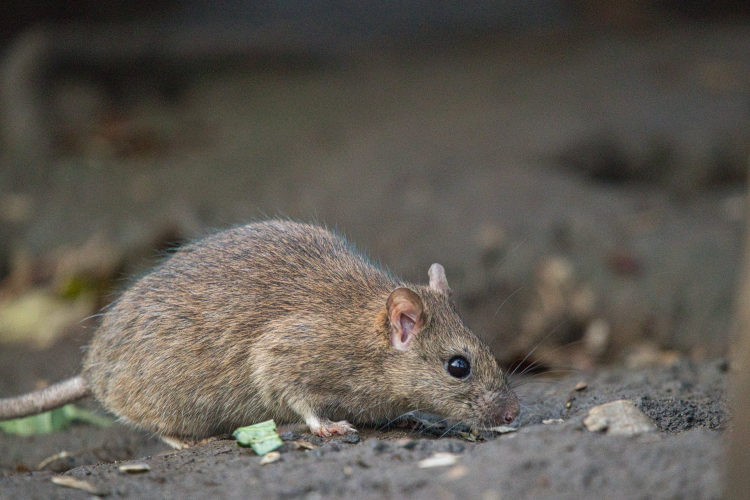 ネズミ被害にご注意を！放置することで起こる危険とは