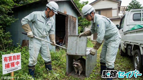 罠でのアライグマ捕獲イメージ