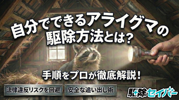 自分でできるアライグマの駆除方法とは？手順をプロが徹底解説！