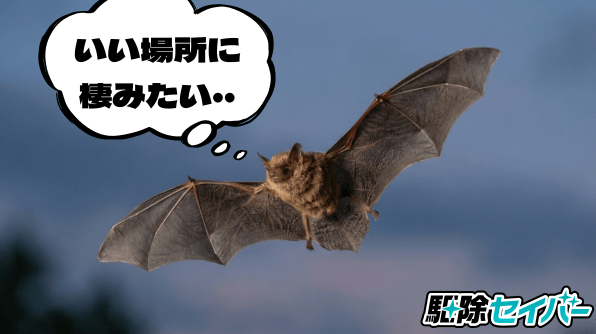 エアコンのコウモリを追い出す方法