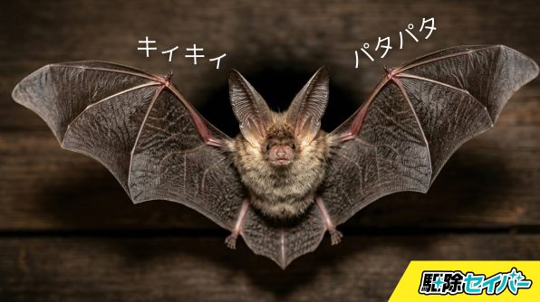 屋根裏や壁から聞こえる物音の正体とは