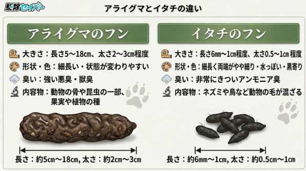 アライグマとイタチのフンの違い